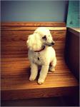 daycare pic - rocky pet taxi